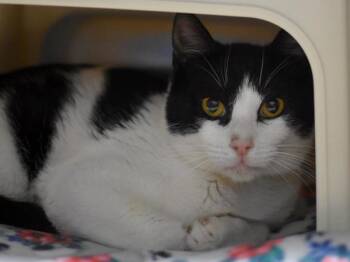 Domestic Short Hair Cats Available for Adoption in Portland, Oregon - Jedi | PetCurious