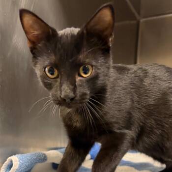 Chico -  Domestic Short Hair Cat for Adoption in Nashville, Tennessee - Chico | PetCurious