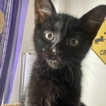 Ponyo -  Domestic Short Hair Cat for Adoption in Las Vegas, Nevada - Ponyo | PetCurious