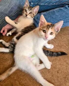 Ginger & Maryann -  Calico and Tabby Cat for Adoption in The Dalles, Oregon - Ginger & Maryann | PetCurious