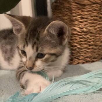 Domestic Short Hair Cats Available for Adoption in Tallahassee, Florida - Briar Haines | PetCurious