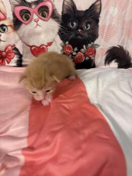 Domestic Short Hair Cats Available for Adoption - Fanta | PetCurious