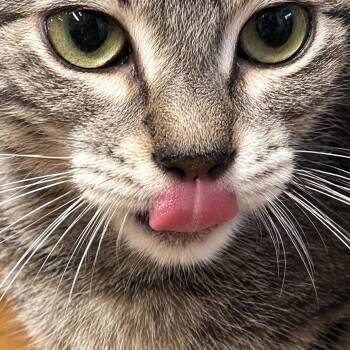 Sam -  Domestic Short Hair Cat for Adoption in Houston, Texas - Sam | PetCurious