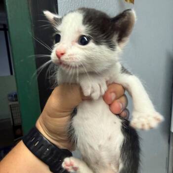 Leonard -  Domestic Short Hair Cat for Adoption in Lake Jackson, Texas - Leonard | PetCurious