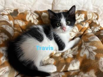 Rescue Domestic Short Hair Cats for Adoption in Seaford, New York - Travis | PetCurious