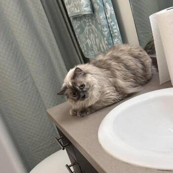 Domestic Long Hair Cats Available for Adoption - Rue Alexander | PetCurious