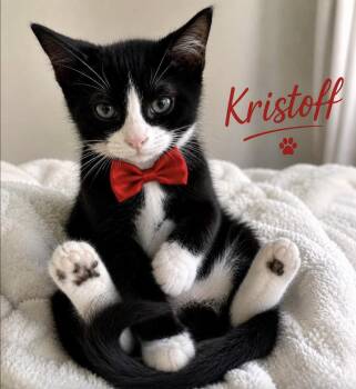 Kristoff -  Domestic Short Hair Cat for Adoption in Lucas, Texas - Kristoff | PetCurious