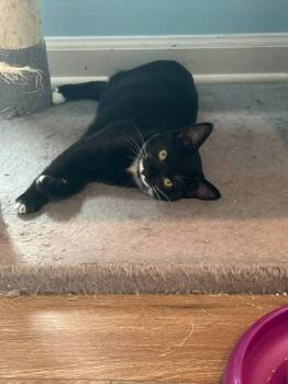 Toph -  Domestic Short Hair Cat for Adoption in Skippack, Pennsylvania - Toph | PetCurious