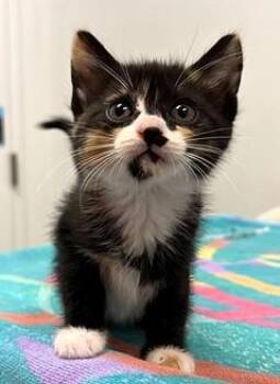 Pudding -  Domestic Short Hair Cat for Adoption in Kansas City, Missouri - Pudding | PetCurious