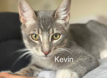 Rescue Domestic Short Hair and Tabby Cats for Adoption in Campbell, California - Kevin | PetCurious
