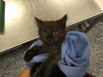 A1933820 -  Domestic Short Hair Cat for Adoption in Thousand Palms, California - A1933820 | PetCurious