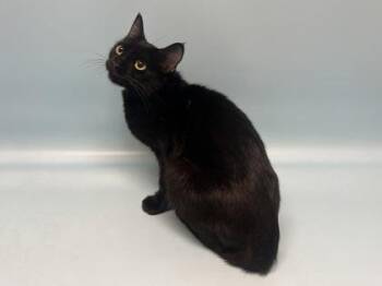 Noche -  Domestic Short Hair Cat for Adoption in Golden Valley, Minnesota - Noche | PetCurious
