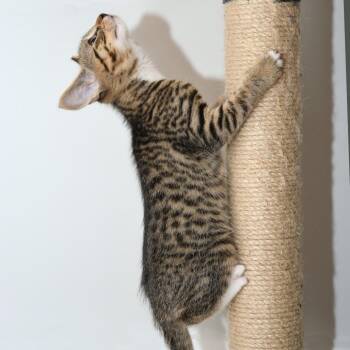 Spitzk1_2 -  Domestic Short Hair Cat for Adoption in Natick, Massachusetts - Spitzk1_2 | PetCurious