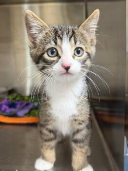 Mayday -  Domestic Short Hair Cat for Adoption in Menomonie, Wisconsin - Mayday | PetCurious