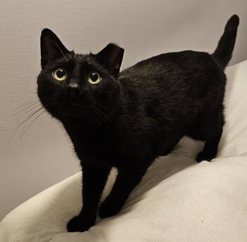Booboo -  Domestic Short Hair Cat for Adoption in Ridgefield, Connecticut - Booboo | PetCurious