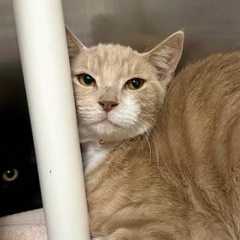 Chupacabra -  Domestic Short Hair Cat for Adoption in Walnut Creek, California - Chupacabra | PetCurious