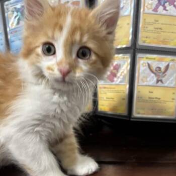 Squirtle (Blue) -  Domestic Short Hair Cat for Adoption in Denver, Colorado - Squirtle (Blue) | PetCurious