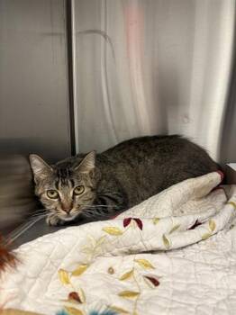 FLOPPY DISK -  Domestic Short Hair Cat for Adoption in Indianapolis, Indiana - FLOPPY DISK | PetCurious