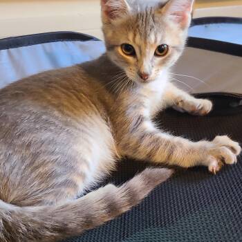Katness TH -  Domestic Short Hair Cat for Adoption - Katness TH | PetCurious