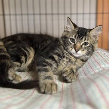 Miranda -  Tabby Cat for Adoption - Miranda | PetCurious