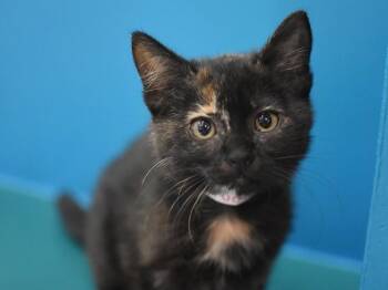 Pudding -  Domestic Short Hair Cat for Adoption in Portland, Oregon - Pudding | PetCurious
