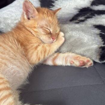 Archie -  Domestic Short Hair Cat for Adoption in Wichita, Kansas - Archie | PetCurious