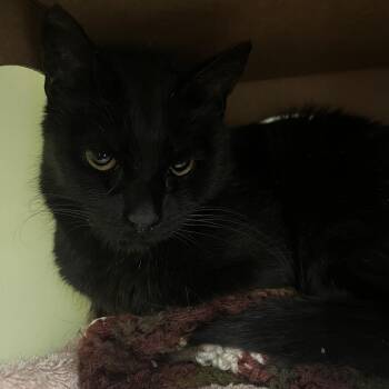 Domestic Short Hair Cats Available for Adoption in Fairport, New York - Morticia | PetCurious