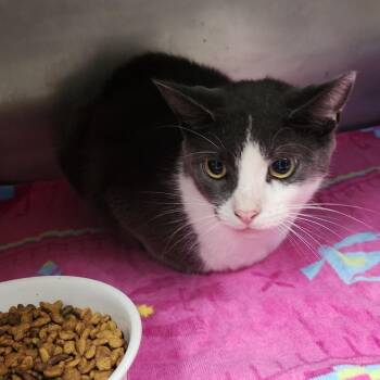 Tom -  Domestic Short Hair Cat for Adoption in Charleston, West Virginia - Tom | PetCurious