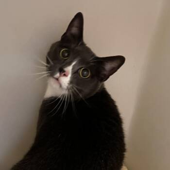 Squirt -  Domestic Short Hair Cat for Adoption in Harrisonburg, Virginia - Squirt | PetCurious