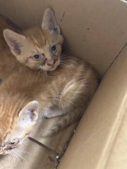 CLOUD -  Domestic Short Hair Cat for Adoption in Dallas, Texas - CLOUD | PetCurious