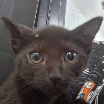 Rescue Domestic Short Hair Cats for Adoption in Zanesville, Ohio - Winky | PetCurious