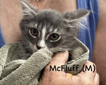 McFluff (Norristown Crew) -  Domestic Long Hair Cat for Adoption in Telford, Pennsylvania - McFluff (Norristown Crew) | PetCurious