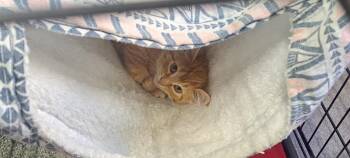 Domestic Short Hair Cats Available for Adoption - Fable | PetCurious