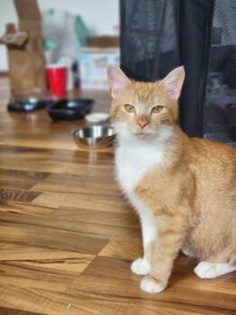 Stormie -  Domestic Short Hair Cat for Adoption in Fishers, Indiana - Stormie | PetCurious