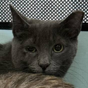 Cloud -  Domestic Short Hair Cat for Adoption in Prosper, Texas - Cloud | PetCurious