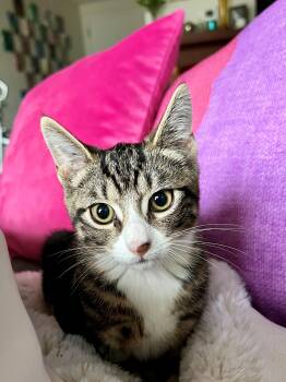 Rescue Domestic Short Hair Cats for Adoption in Westfield, New Jersey - Melody | PetCurious