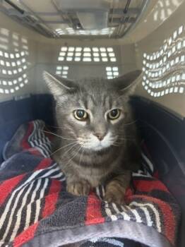 Rescue Domestic Short Hair Cats for Adoption in Fort Worth, Texas - Pablo | PetCurious