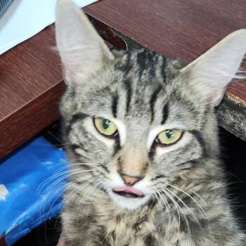 Gibbs -  Domestic Medium Hair and Maine Coon Cat for Adoption in Fayetteville, Georgia - Gibbs | PetCurious