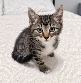 Frodo C -  Tabby Cat for Adoption in Fresno, California - Frodo C | PetCurious