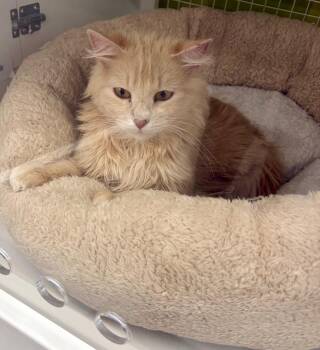 Daye -  Domestic Short Hair Cat for Adoption in Fort Lupton, Colorado - Daye | PetCurious