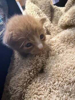 Nacho Cheese -  Domestic Short Hair Cat for Adoption in Chamblee, Georgia - Nacho Cheese | PetCurious
