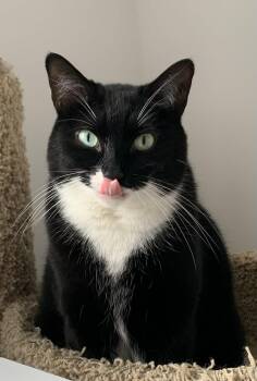 Pugsley Addams -  Domestic Short Hair Cat Available for Adoption - Pugsley Addams | PetCurious