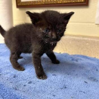 Domestic Short Hair Cats Available for Adoption in Bastrop, Texas - Bragg 26-05-179 | PetCurious