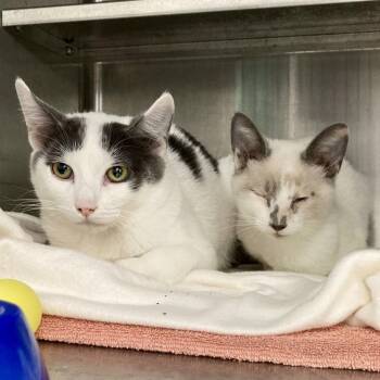 Snowshoe Cats Available for Adoption - Snow | PetCurious