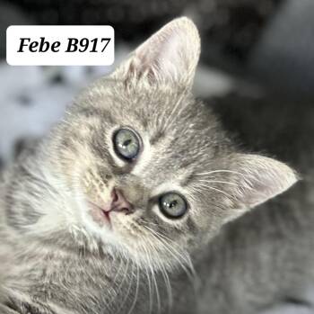 Domestic Medium Hair Cats Available for Adoption in Morganton, North Carolina - Febe | PetCurious