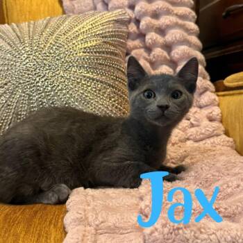 Jax -  Domestic Short Hair Cat for Adoption in Hollister, California - Jax | PetCurious