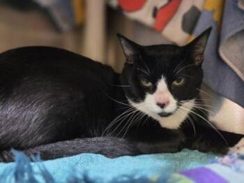 Mambo No. 5 -  Domestic Short Hair Cat for Adoption in Westland, Michigan - Mambo No. 5 | PetCurious
