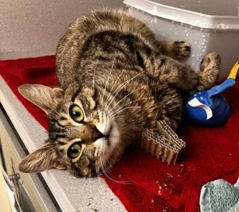 Pac-Man -  Domestic Short Hair Cat Available for Adoption in Stratham, New Hampshire - Pac-Man | PetCurious
