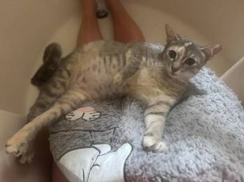 Victoria -  Domestic Short Hair Cat for Adoption in Orlando, Florida - Victoria | PetCurious