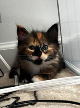 Turtle (Lightwell Litter) -  Domestic Long Hair Cat for Adoption in Telford, Pennsylvania - Turtle (Lightwell Litter) | PetCurious